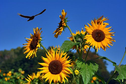 Zonnebloemen met Griefvogel