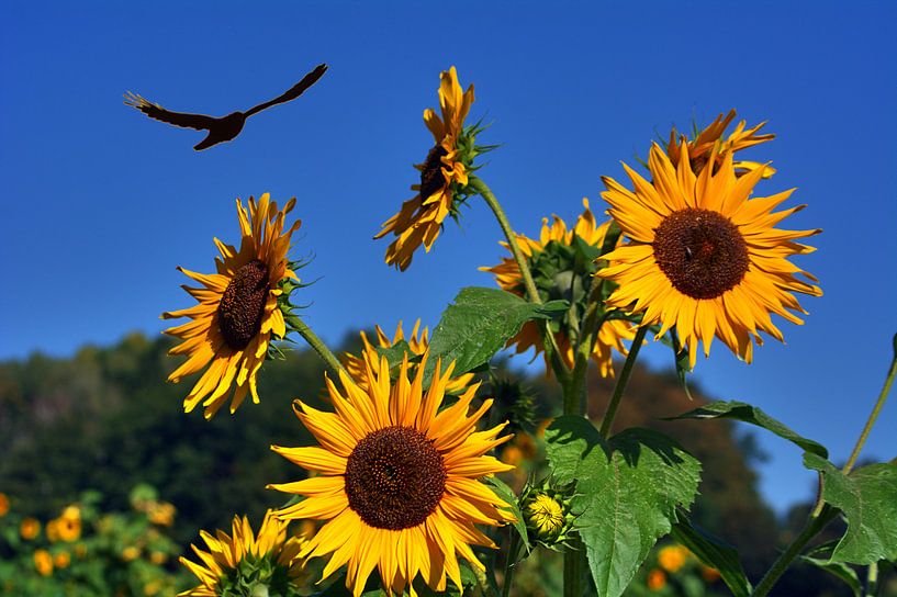 Tournesols avec Griefvogel par Edgar Schermaul