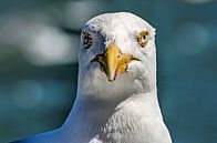 Portrait d'une mouette par Frans Blok Aperçu