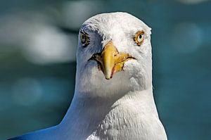 Porträt einer Möwe