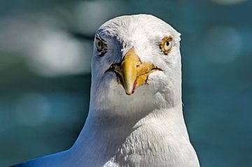 Portrait of a seagull by Frans Blok