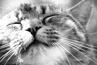 Lazy cat