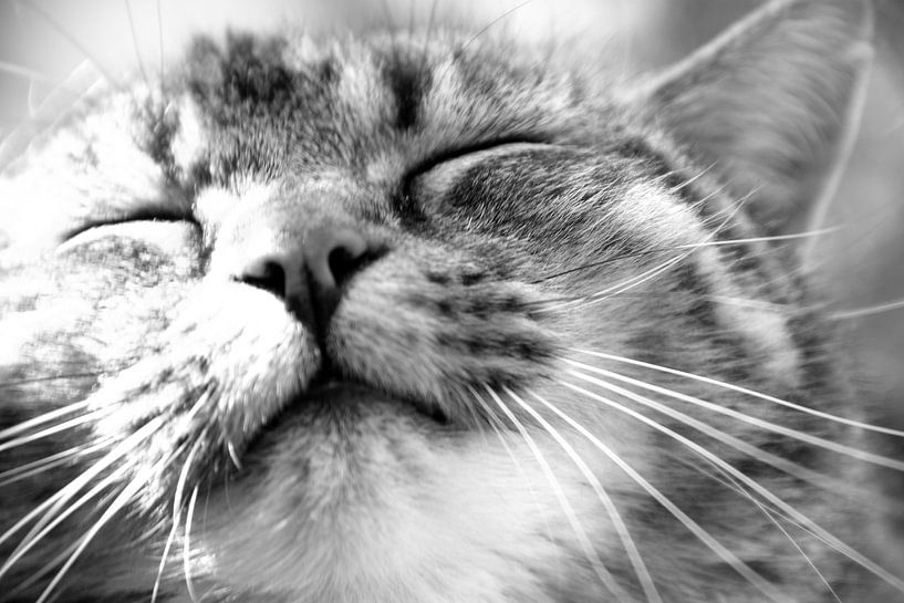 Lazy cat par Leanne de Blok