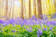 Blauglockenblüten in einem Buchenwald an einem sonnigen Frühlingsabend von Sjoerd van der Wal Fotografie Miniaturansicht