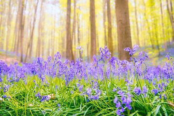 Blauglockenblüten in einem Buchenwald an einem sonnigen Frühlingsabend