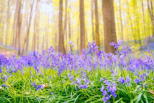 Hyacinten bloemen in een beukenbos tijdens een zonnig lentemorgen