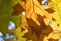 Herfstbladeren