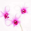 Orchids van Tonia Beumer thumbnail