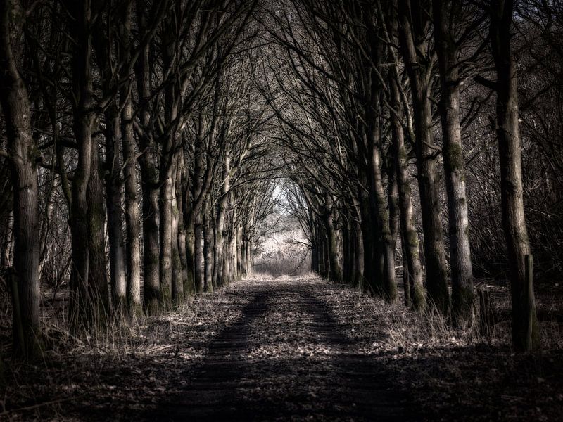 Wald von Henk Leijen
