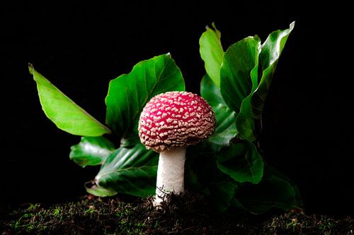 eenzame ronde vliegenzwam