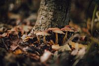 Paddestoelen van dichtbij