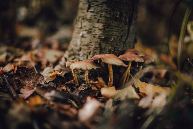 Pilze Nahaufnahme von domiphotography