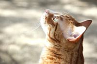Le chat lève les yeux