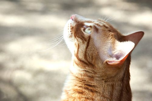 Katze schaut nach oben