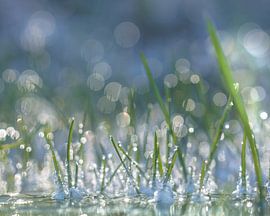 Dewy grass by Maarten Trybou