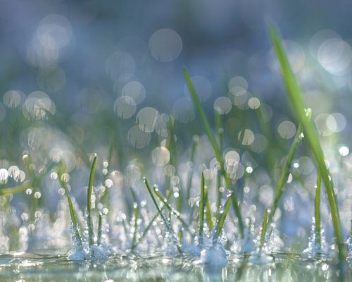 Dewy grass