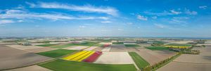 Tulips fields during springtime seen from above