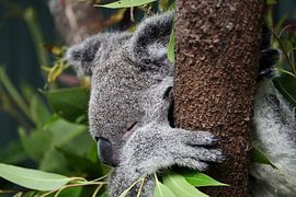 Koala, Australie