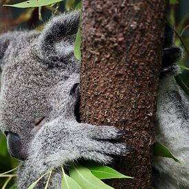 Koala, Australie sur Beat Hühnli