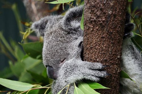 Koala, Australie