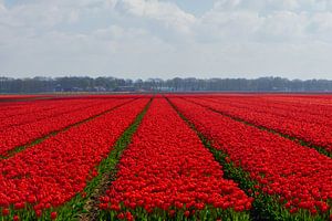 Ein Feld mit roten Tulpen in HDR