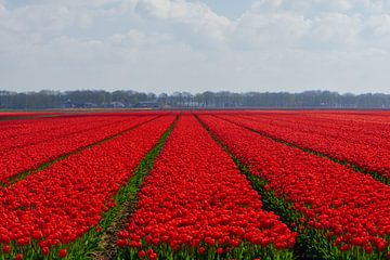 A field of red tulips in HDR