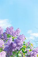 Lilacs in Springtime