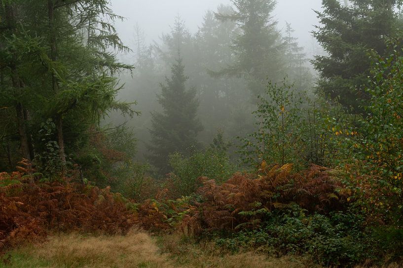 Autumn colors in the Bergherbos. by René Jonkhout