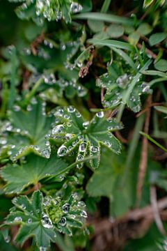 Meadow leaf with dew drops from morning dew by Leo Schindzielorz