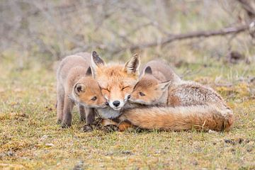 Vos | Moeder vos met haar jongen knuffelend na het zogen van Servan Ott