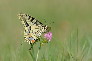 Schwalbenschwanz auf Kleeblume