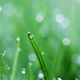 Raindrop on blade of grass by Alyssa van Niekerk