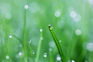 Goutte de pluie sur un brin d'herbe sur Alyssa van Niekerk