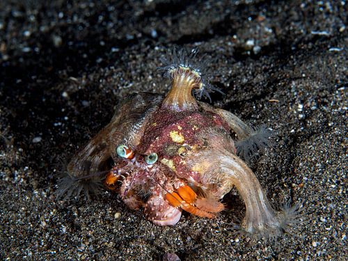 Bernard l'hermite anémone (Dardanus pedunculatus) sur Ilan Ben Tov
