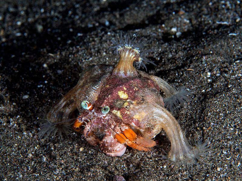 Anemonen-Einsiedlerkrebs (Dardanus pedunculatus) von Ilan Ben Tov