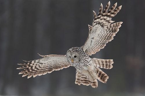 Portret van een vliegende Oeraluil