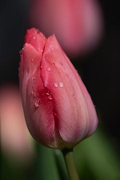 Nach dem Regen von Christina Bauer Photos