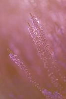 Bruyère fleurie, violette et rose