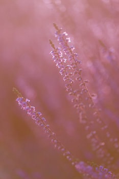 Flowering, purple and pink heather