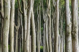 Haunted forest by Rainer Mirau