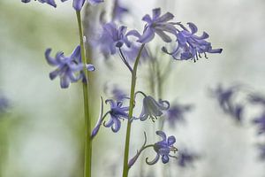 Jacinthes des bois
