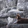 Gemsbok op de uitkijk in de Alpen van Laura Dijkslag