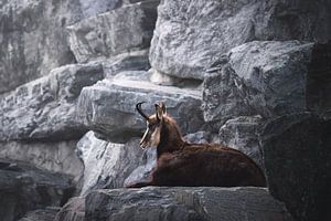 Daim chamois à l'affût dans les Alpes