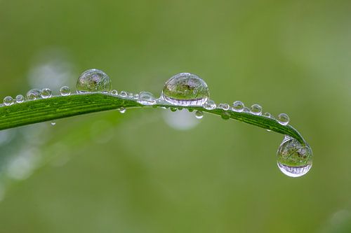 Dikke regendruppels op het gras. Als een dienblad met druppels.