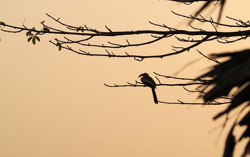 Silhouette eines Nashornvogels in der Morgensonne