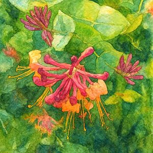 Kamperfoelie in bloei (AI) (fris, zonnig, kleurrijk, aquarel, schilderij, tuin, mooie bloemen, roze, oranje)