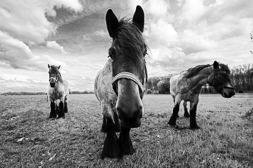 Paarden in zwart/wit by Brian Morgan