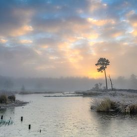 Winter in the Hatertse and Overtasseltse vennen by Frank Laurens