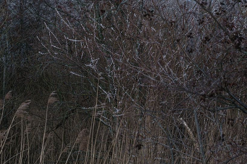 Winter by Mario Creanza