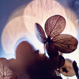 macro: gedroogde hortensiabloem in tegenlicht van Natascha IPenD